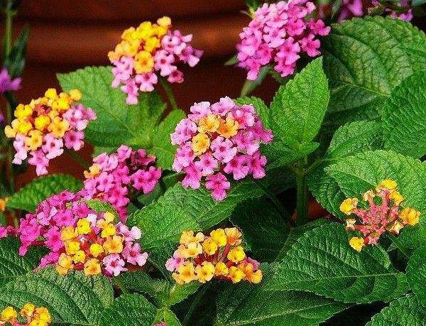 马缨丹怎么养护开花多?以下3个方面多注意,花繁叶茂轻松爆盆