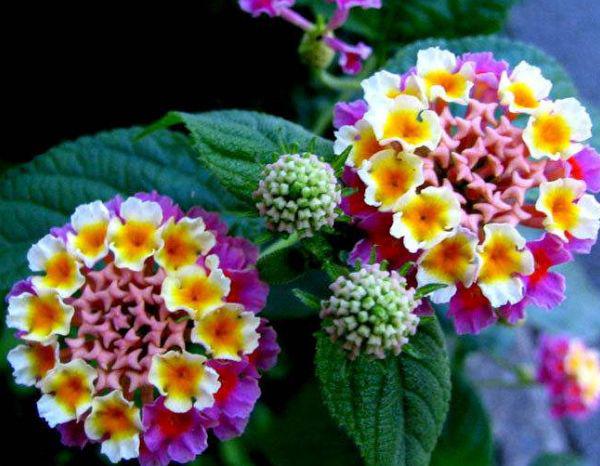 马缨丹怎么养护开花多?以下3个方面多注意,花繁叶茂轻松爆盆