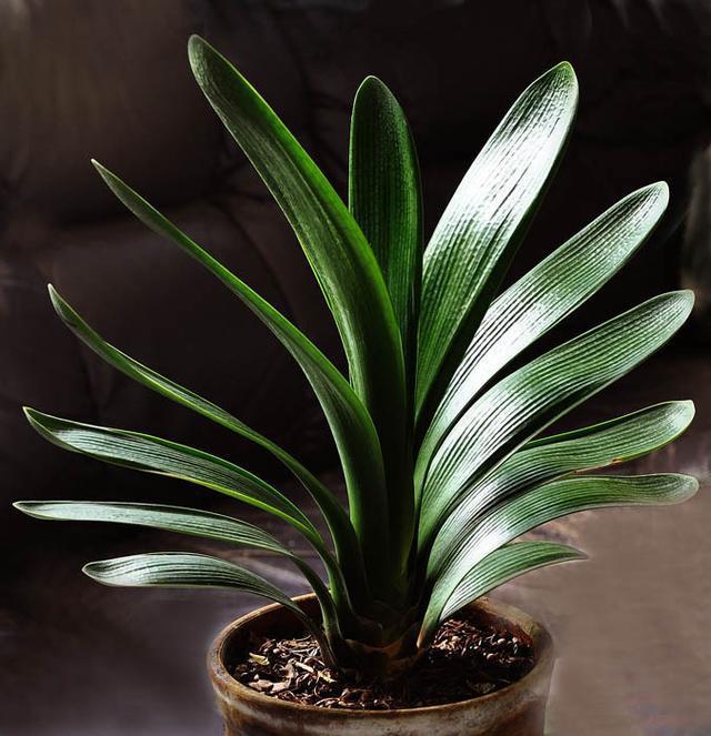 君子兰在夏天的养护守则,看完就能学会