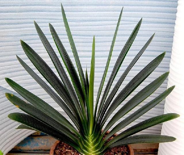 君子兰在夏天的养护守则,看完就能学会