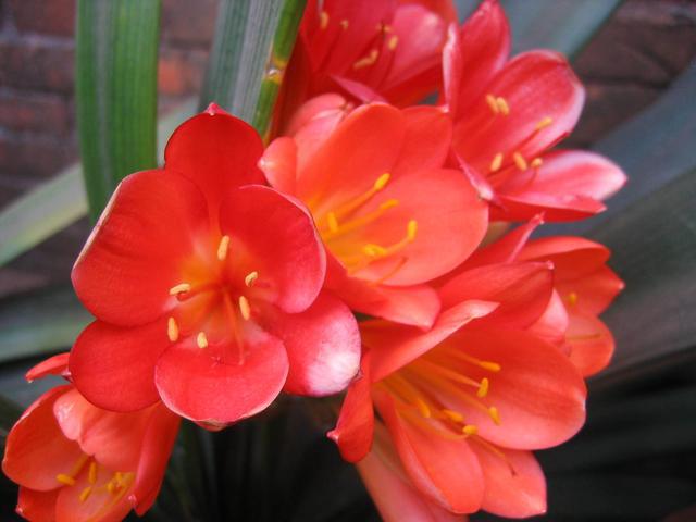 君子兰在夏天的养护守则,看完就能学会