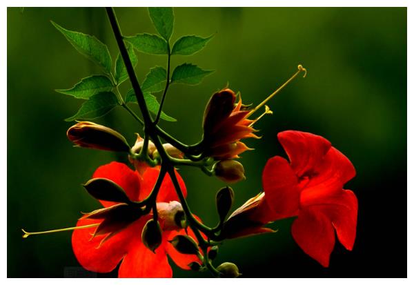 凌霄花怎么养护开花多?以下3个方面要做好,开花更多还艳丽