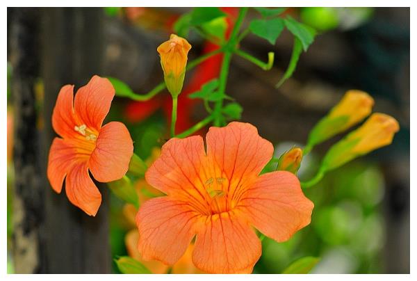 凌霄花怎么养护开花多?以下3个方面要做好,开花更多还艳丽