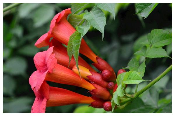 凌霄花怎么养护开花多?以下3个方面要做好,开花更多还艳丽