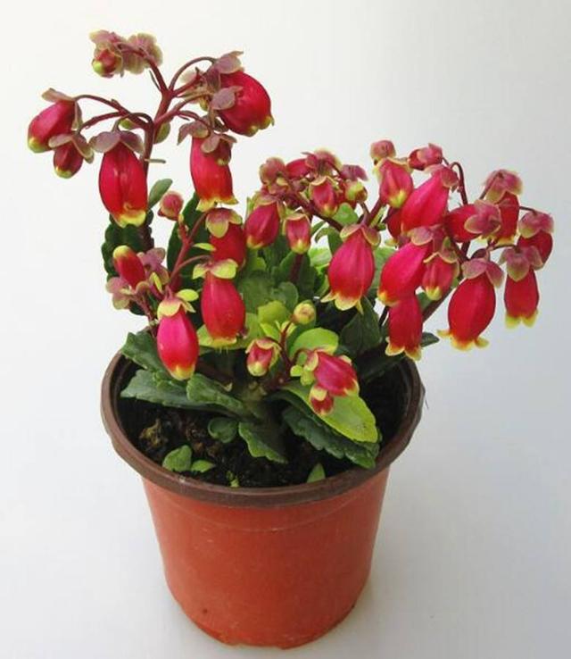 这2种花，爱开“灯笼花”，花期长花量大，有着独特魅力