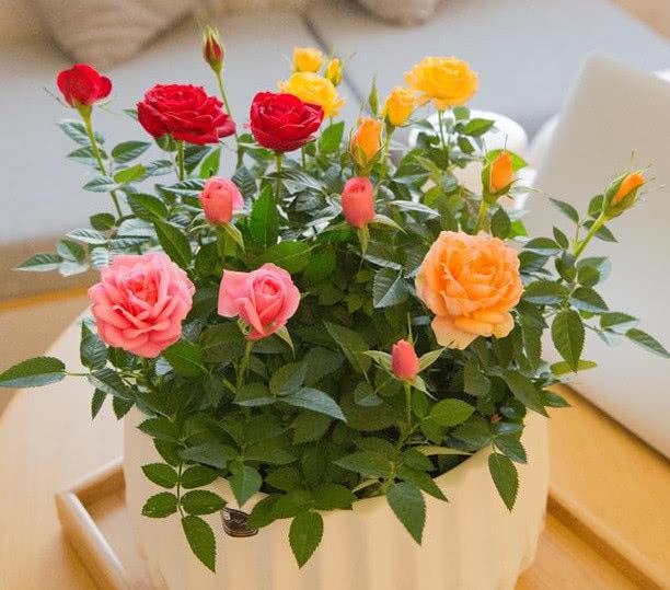 想要花卉养的好，学会关键1招，不黄叶不生虫，年年开花不断，赞