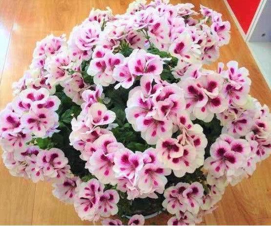 想要花卉养的好，学会关键1招，不黄叶不生虫，年年开花不断，赞