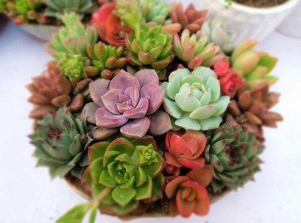 想要花卉养的好，学会关键1招，不黄叶不生虫，年年开花不断，赞