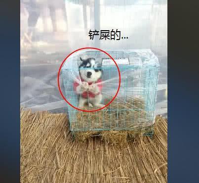 网友网购一只哈士奇，去接它的时候，快递小哥：这狗不简单啊！