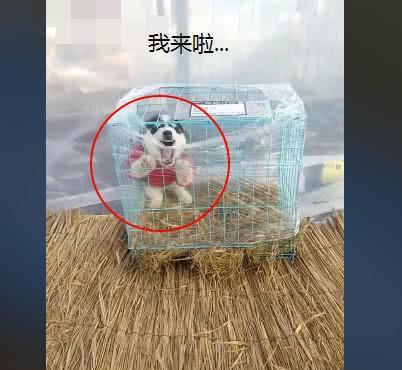 网友网购一只哈士奇，去接它的时候，快递小哥：这狗不简单啊！