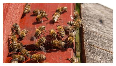 蜜蜂在蜂箱门口“徘徊”,是盗蜂来了,还是要出逃,还有一种情况