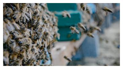 蜜蜂在蜂箱门口“徘徊”,是盗蜂来了,还是要出逃,还有一种情况