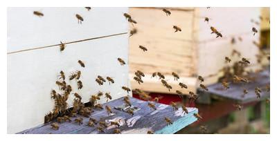 蜜蜂在蜂箱门口“徘徊”,是盗蜂来了,还是要出逃,还有一种情况