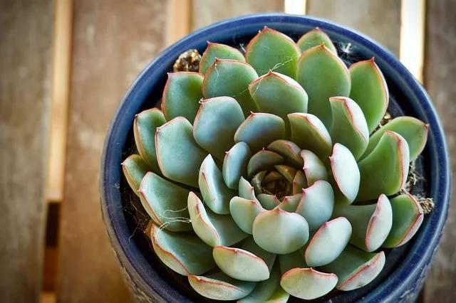 多肉进入“休眠期”,这时养护不能大意,一不小心只剩盆