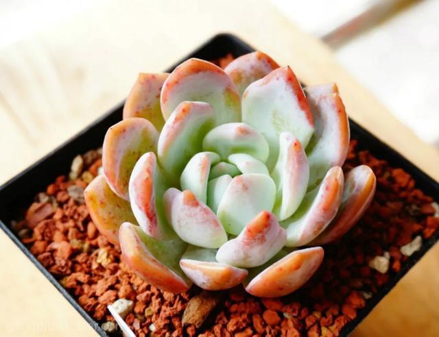 多肉进入“休眠期”,这时养护不能大意,一不小心只剩盆