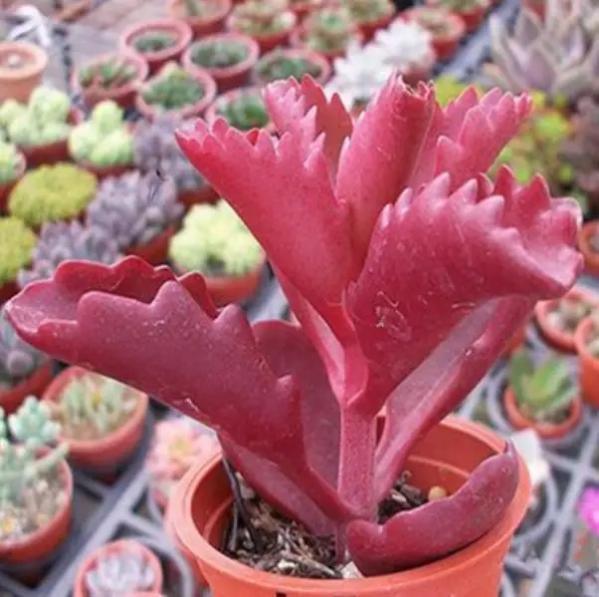 多肉进入“休眠期”,这时养护不能大意,一不小心只剩盆