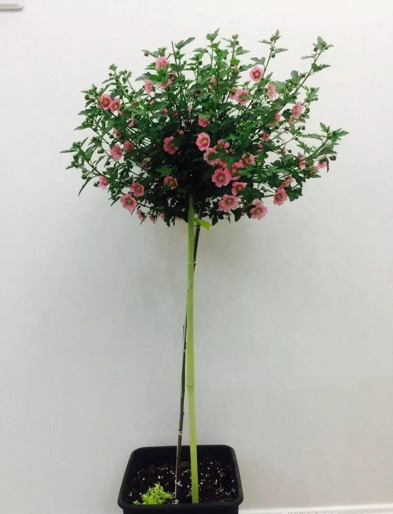 邻居养花，用了“3招”，小阳台变成“大花园”，花卉多了一倍！
