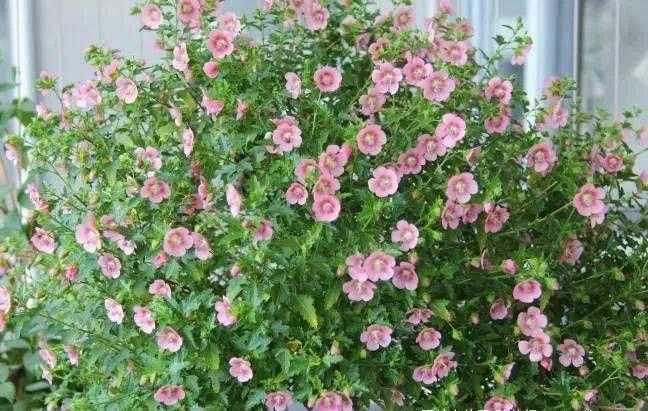 邻居养花，用了“3招”，小阳台变成“大花园”，花卉多了一倍！