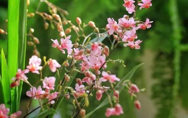 邻居养花，用了“3招”，小阳台变成“大花园”，花卉多了一倍！
