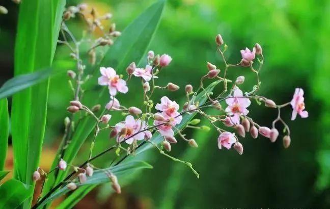 邻居养花，用了“3招”，小阳台变成“大花园”，花卉多了一倍！