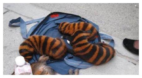 男子路边捡到一窝“蜜蜂狗”，询问兽医品种，得到的结果令人愤怒