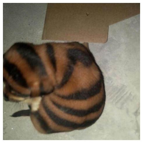 男子路边捡到一窝“蜜蜂狗”，询问兽医品种，得到的结果令人愤怒