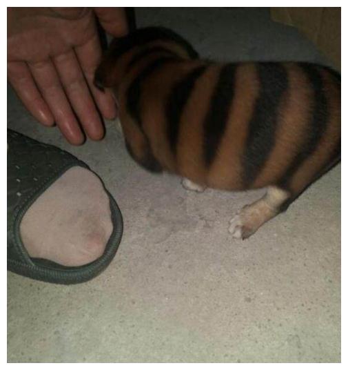 男子路边捡到一窝“蜜蜂狗”，询问兽医品种，得到的结果令人愤怒