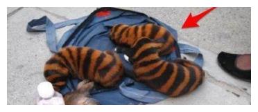 男子路边捡到一窝“蜜蜂狗”，询问兽医品种，得到的结果令人愤怒