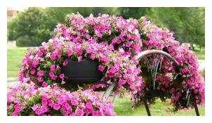 开花品种 矮牵牛 的日常养护方法