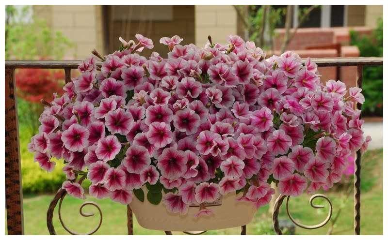 开花品种 矮牵牛 的日常养护方法