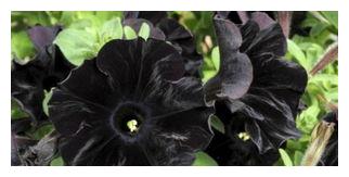 开花品种 矮牵牛 的日常养护方法