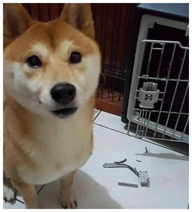 网购了25公斤的铁笼，将流浪柴犬关了进去，两小时后主人愣了！