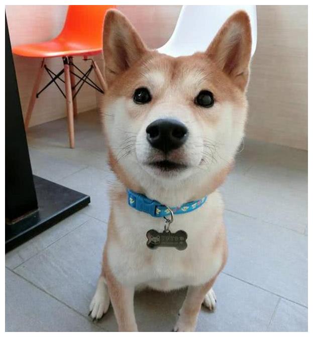 网购了25公斤的铁笼，将流浪柴犬关了进去，两小时后主人愣了！