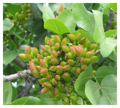 家里想种盆栽果树栽它，观花又结果，养殖省心又省力
