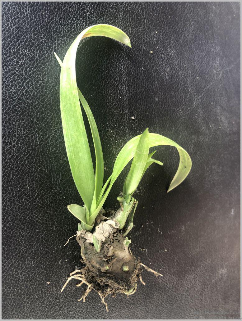 适合用鳞茎养护的晚香玉,花朵可以开一米多高,夜晚花香特浓