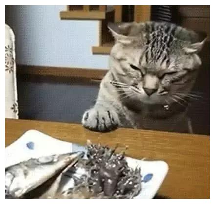 主人在吃鲱鱼罐头，猫咪：铲屎官竟然背着本喵在吃屎！