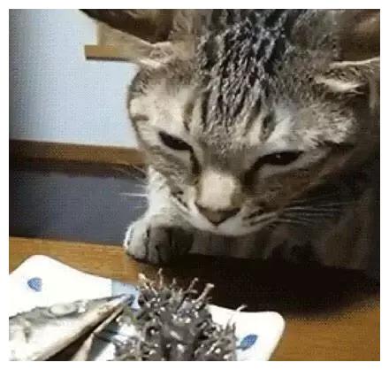 主人在吃鲱鱼罐头，猫咪：铲屎官竟然背着本喵在吃屎！