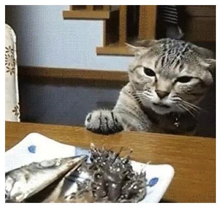 主人在吃鲱鱼罐头，猫咪：铲屎官竟然背着本喵在吃屎！