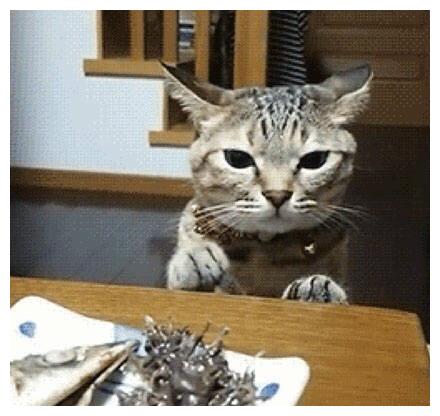 主人在吃鲱鱼罐头，猫咪：铲屎官竟然背着本喵在吃屎！