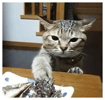 主人在吃鲱鱼罐头，猫咪：铲屎官竟然背着本喵在吃屎！