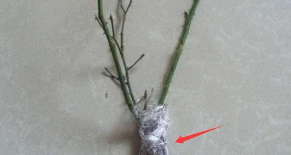 网购月季小花苗，缓苗有妙招，半月新芽疯长哗哗冒
