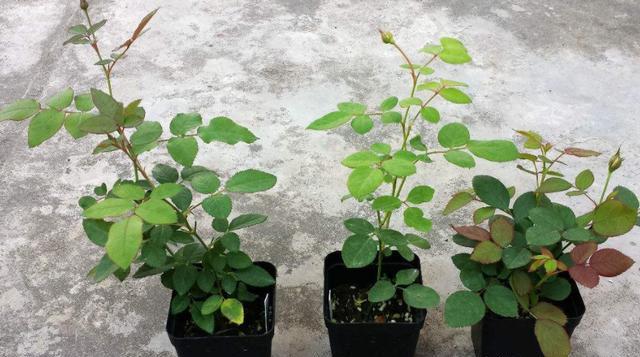 网购月季小花苗，缓苗有妙招，半月新芽疯长哗哗冒
