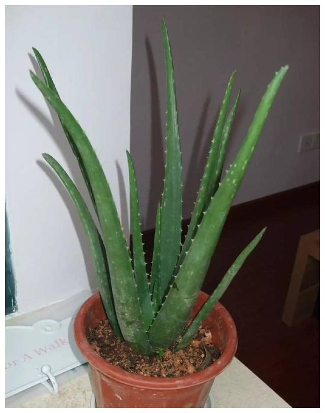 想要芦荟繁殖的更多,学会如此做,一盆爆十盆