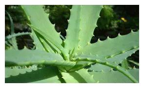 想要芦荟繁殖的更多,学会如此做,一盆爆十盆