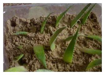 想要芦荟繁殖的更多,学会如此做,一盆爆十盆