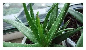 想要芦荟繁殖的更多,学会如此做,一盆爆十盆
