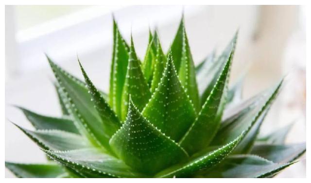 想要芦荟繁殖的更多,学会如此做,一盆爆十盆