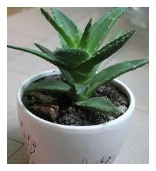 想要芦荟繁殖的更多,学会如此做,一盆爆十盆