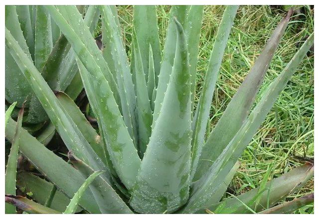 想要芦荟繁殖的更多,学会如此做,一盆爆十盆