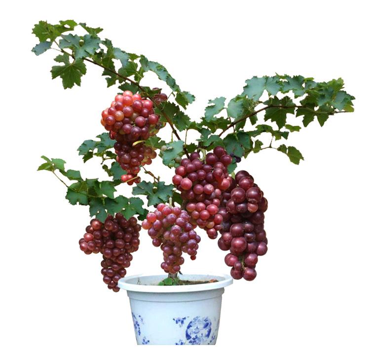 建议家里有地：别种花生玉米了！满地载满水果树，年年肥的流油